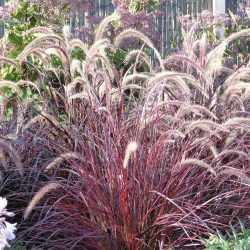 PENNISETUM Fireworks