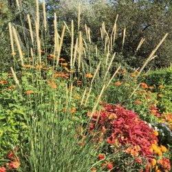 PENNISETUM Macrourum