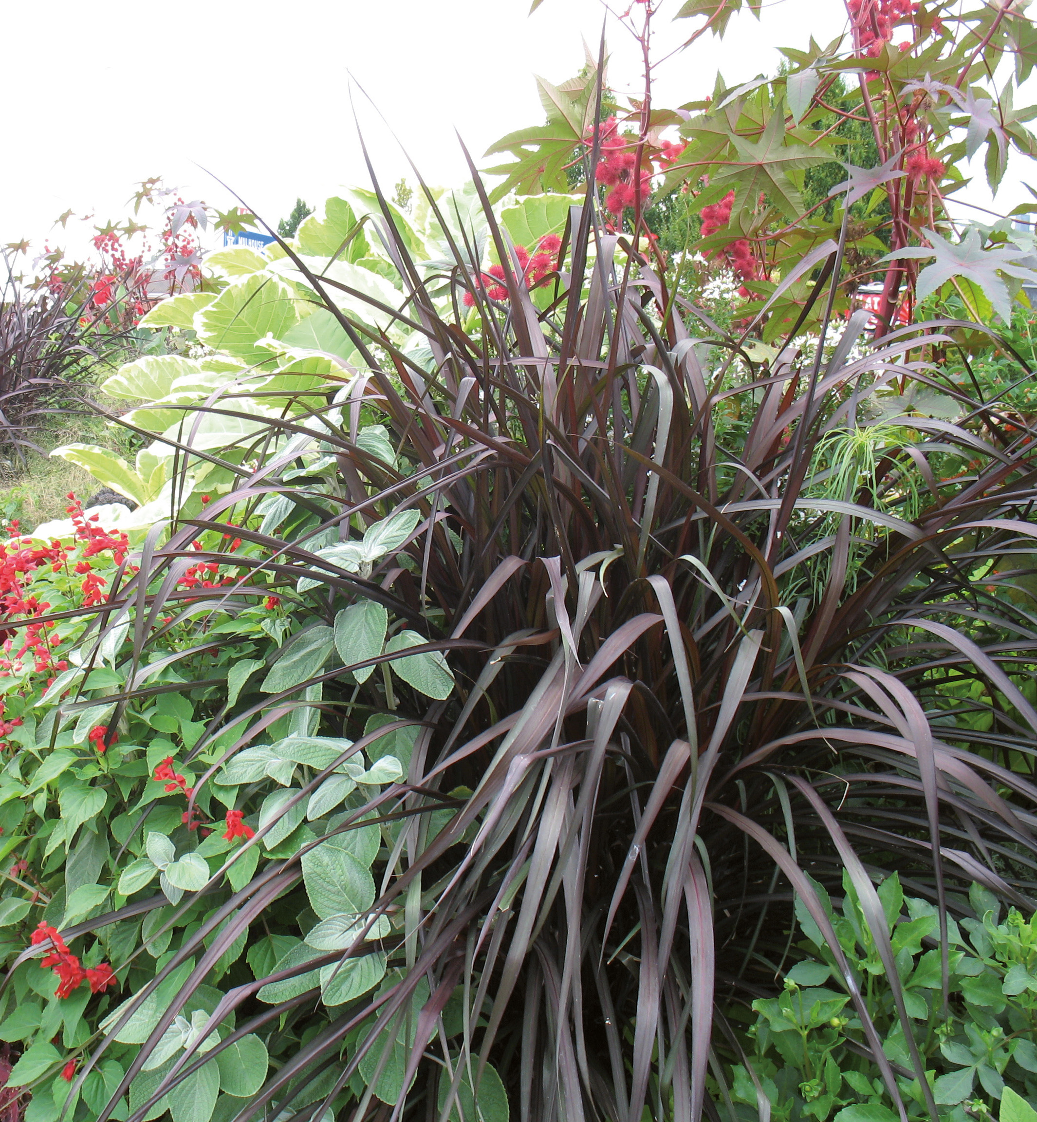 PENNISETUM Purureum Vertigo