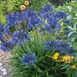 AGAPANTHUS Northern Star