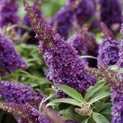 BUDDLEJA Butterfly Candy Little Purple