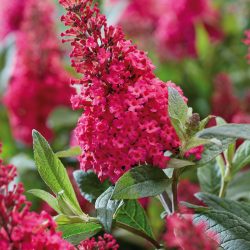 BUDDLEJA Butterfly Candy Little Ruby