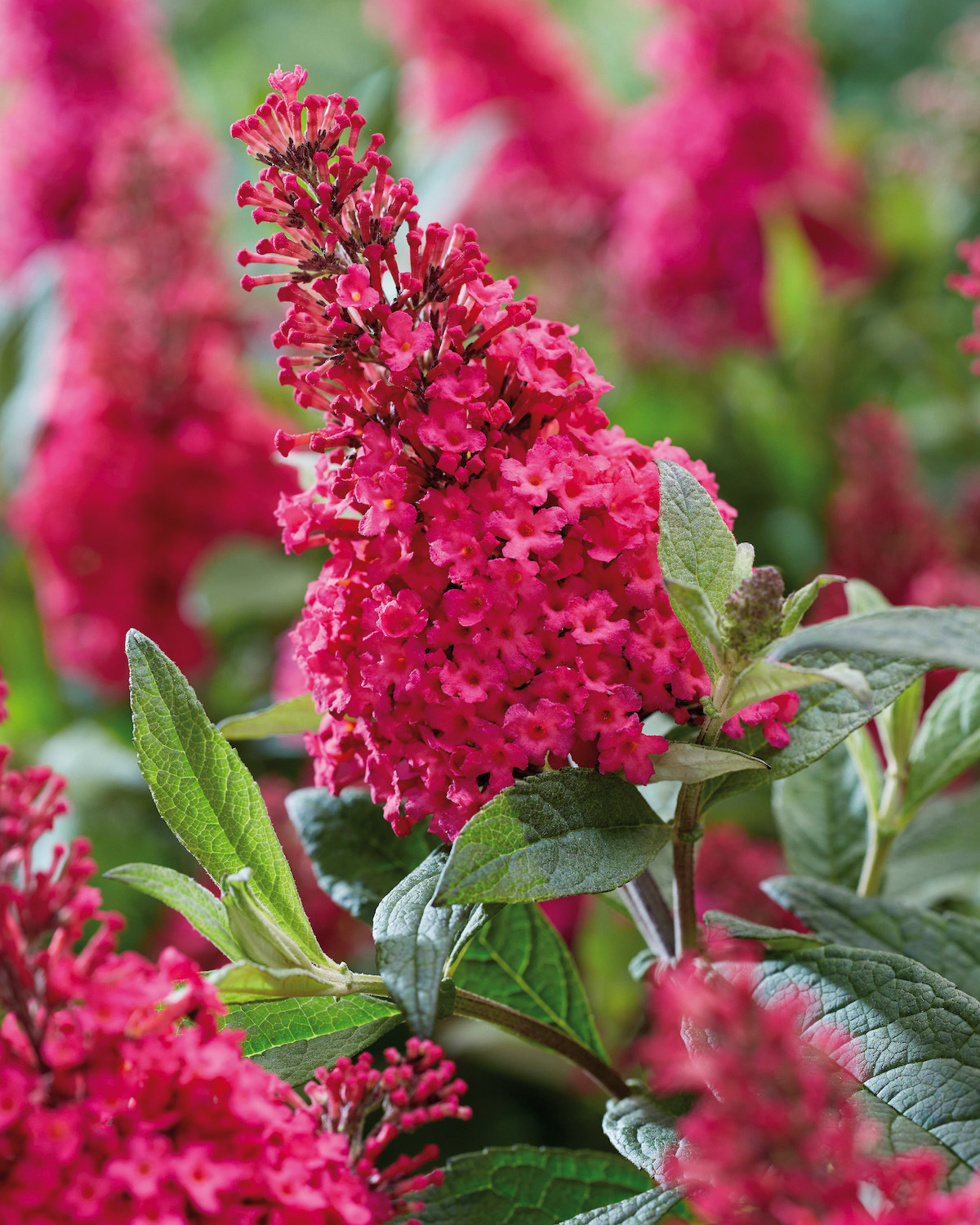 BUDDLEJA Butterfly Candy Little Ruby