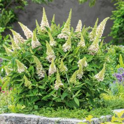 BUDDLEJA Butterfly Candy Little White