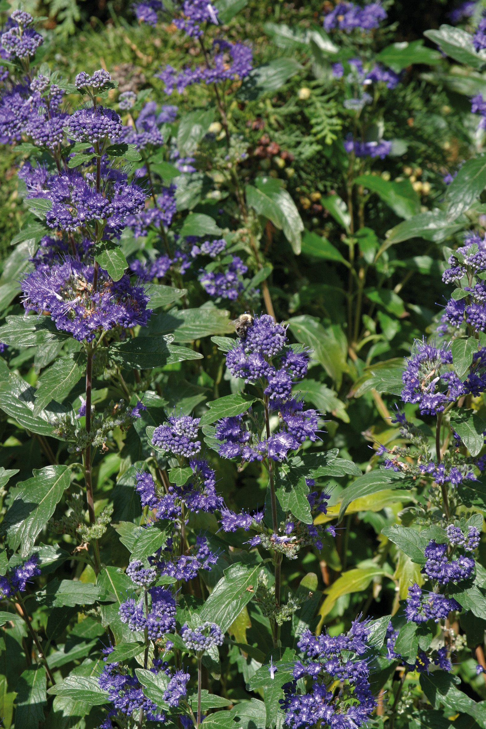 CARYOPTERIS Clandonensis Grand Bleu – Image 2