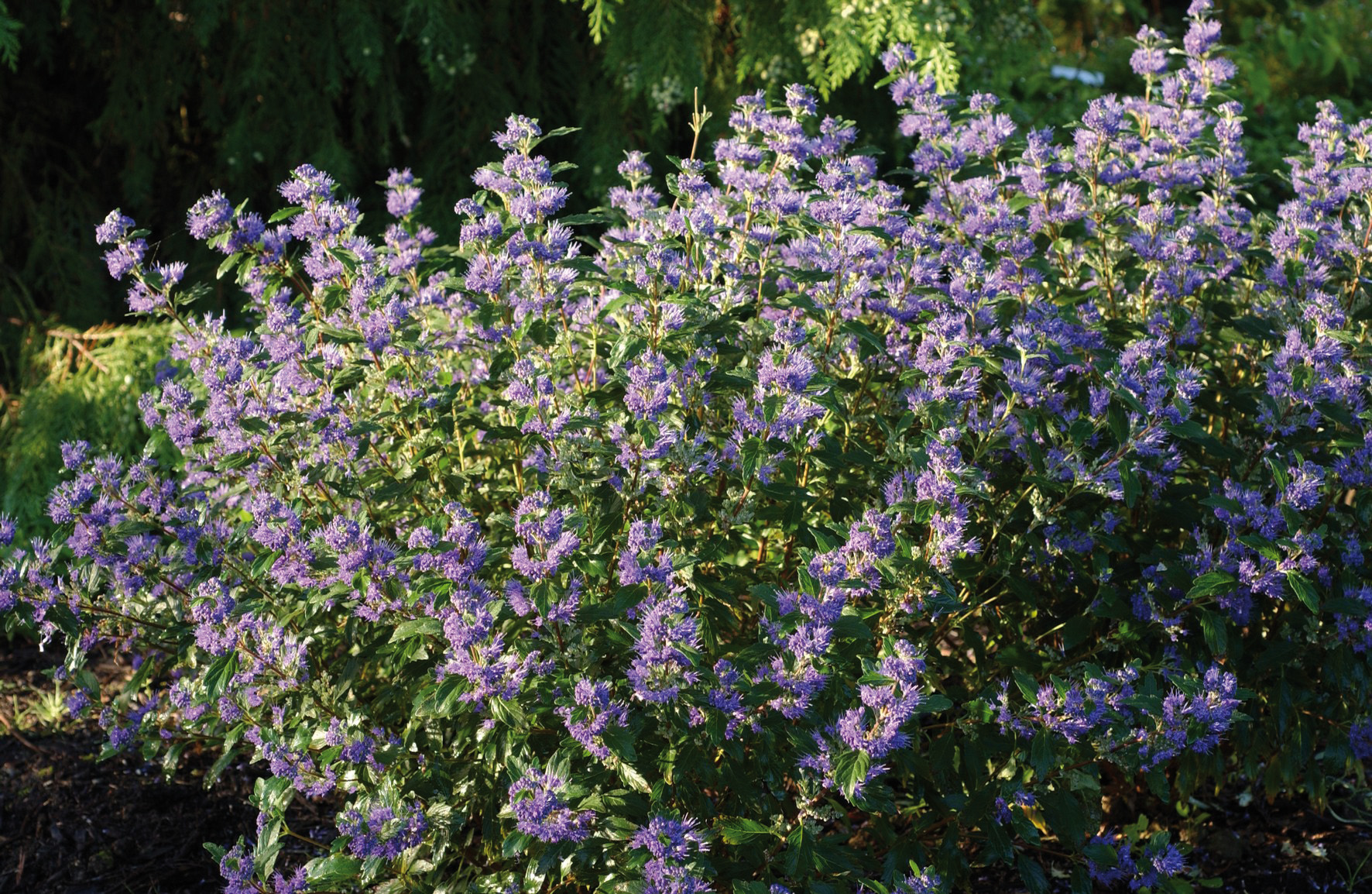 CARYOPTERIS Clandonensis Grand Bleu – Image 3