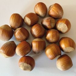 CORYLUS Avellana fertile Tonda Di Giffoni