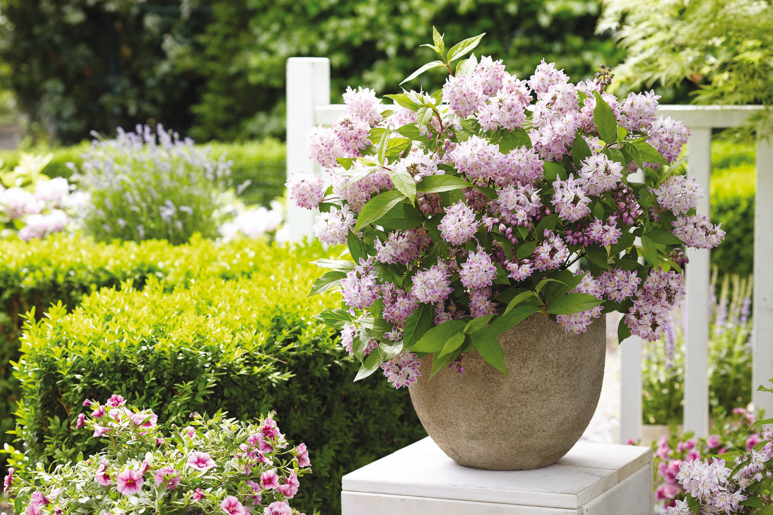 DEUTZIA Raspberry Sundae