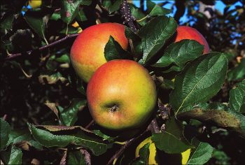 POMMIER Jonagold