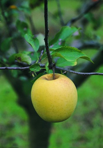 POMMIER Golden Delicious