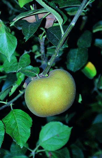 POMMIER Reinette grise du Canada