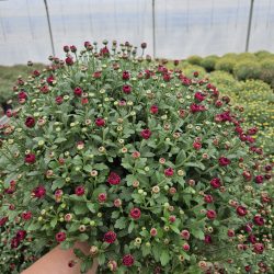 CHRYSANTHEME Pâquerette PETIT 2L