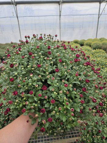CHRYSANTHEME Pâquerette PETIT 2L