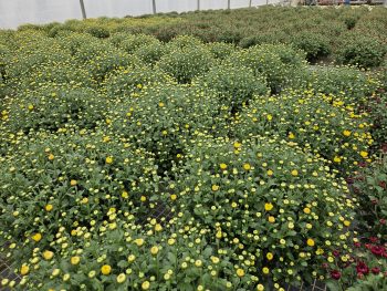 CHRYSANTHEME Pâquerette PETIT 2L – Image 3