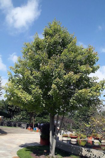 ACER Rubrum October Glory – Image 3