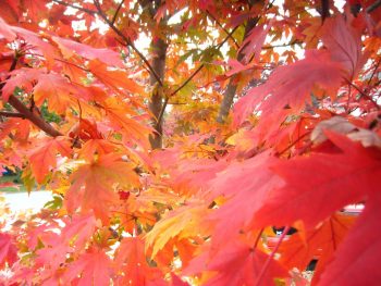 ACER Rubrum October Glory – Image 2
