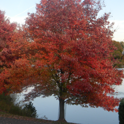 ACER Rubrum October Glory