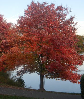 ACER Rubrum October Glory