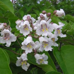 CATALPA Bignonioides 150/175