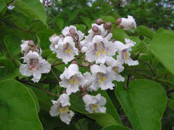CATALPA Bignonioides 150/175