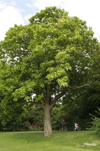 CATALPA Bignonioides 150/175 – Image 2