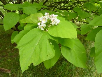 CATALPA Bignonioides 150/175 – Image 3