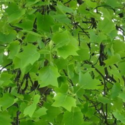 LIRIODENDRON Tulipifera