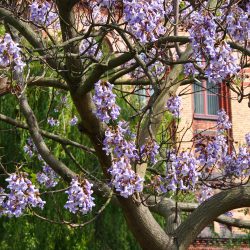 PAULOWNIA Tomentosa