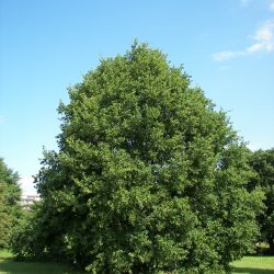 QUERCUS PETRAEA- CHÊNE Rouvre