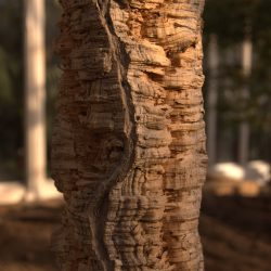 QUERCUS SUBER- CHÊNE Liège