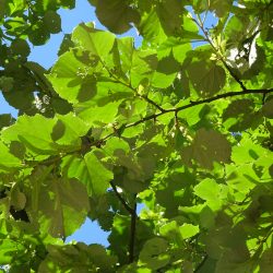 TILIA Tomentosa (Tilleul argentée)