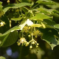 TILIA Platyphyllos (Tilleul à grandes feuilles)