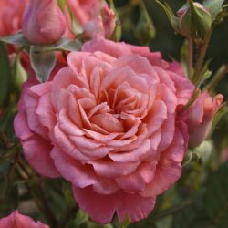 ROSIER Nain Allegro Symphonie