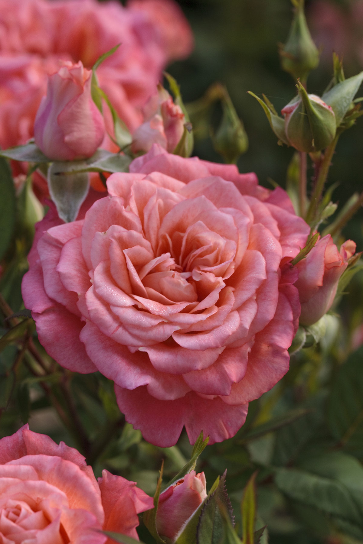 ROSIER Nain Allegro Symphonie