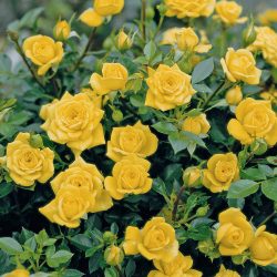 ROSIER Nain Bijou d'Or