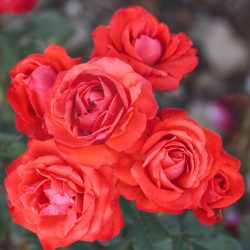 ROSIER Nain Orange Symphonie