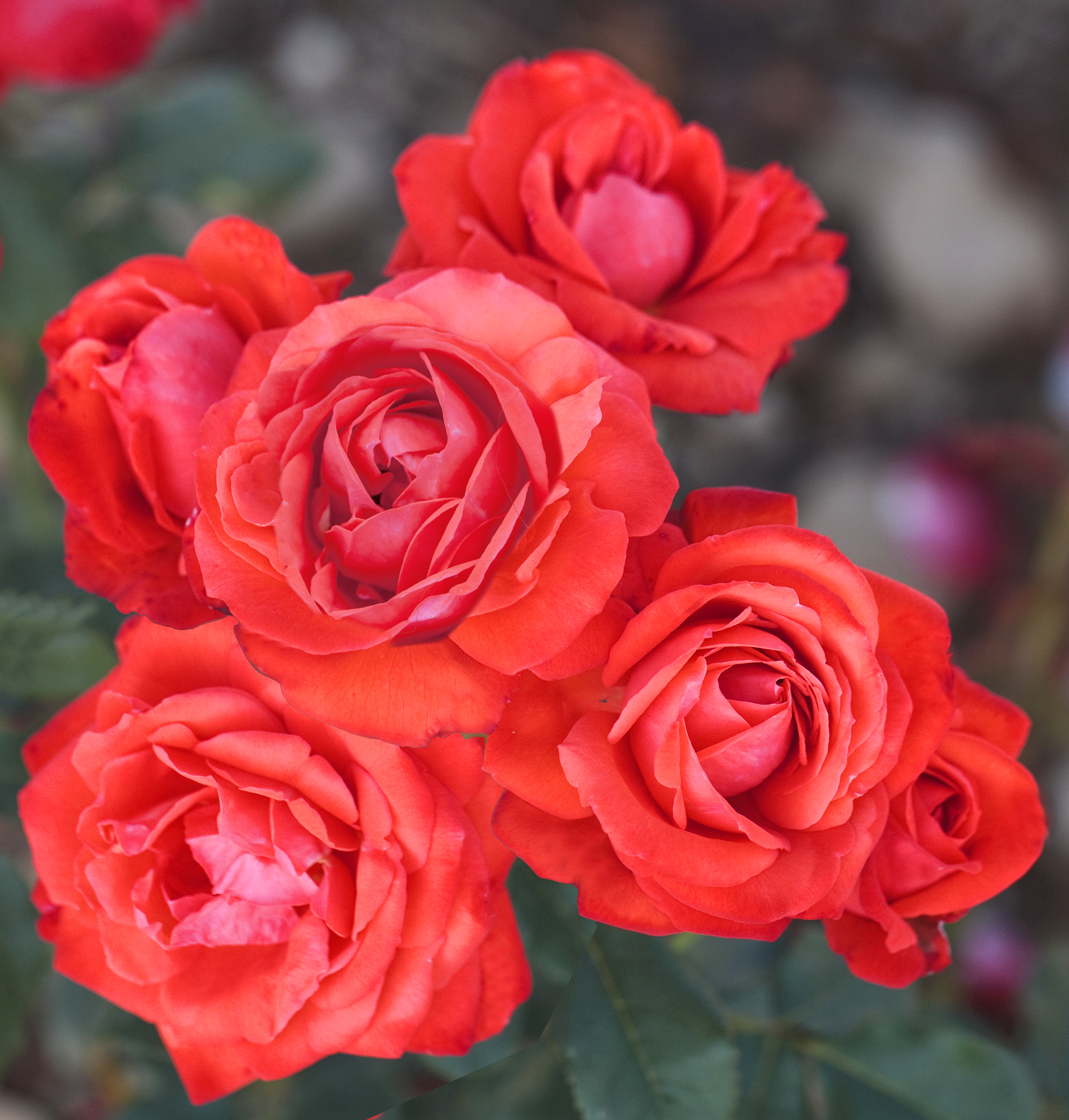 ROSIER Nain Orange Symphonie