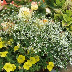 EUPHORBE Diamond Frost