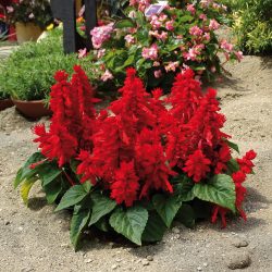 SAUGE SPLENDENS Rouge