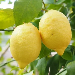 CITRUS Limon "Limone" - CITRONNIER