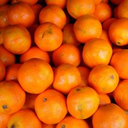 CITRUS Reticulata "Clementine"