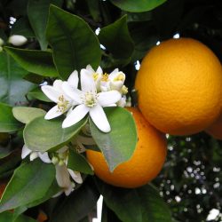 CITRUS Sinensis - ORANGER