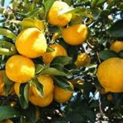 CITRUS Junos- CITRON YUZU