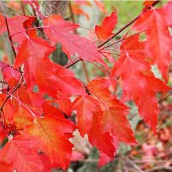 ACER Ginnala - ERABLE D'Amour