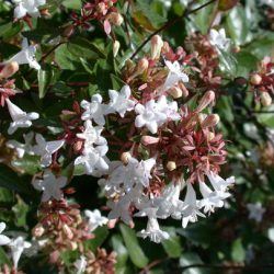 ABELIA Grandiflora Sherwoodii