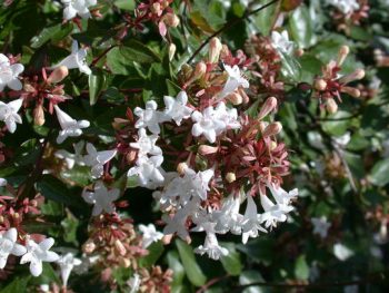 ABELIA Grandiflora Sherwoodii