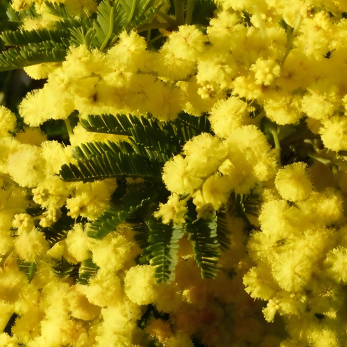 ACACIA Dealbata Astier - MIMOSA – Image 2