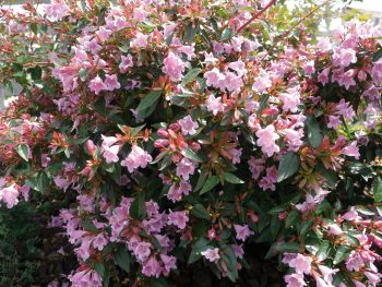 ABELIA Edward goucher – Image 2