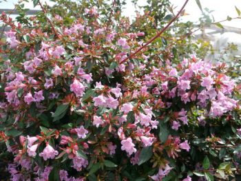 ABELIA Edward goucher – Image 3
