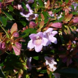 ABELIA Edward goucher